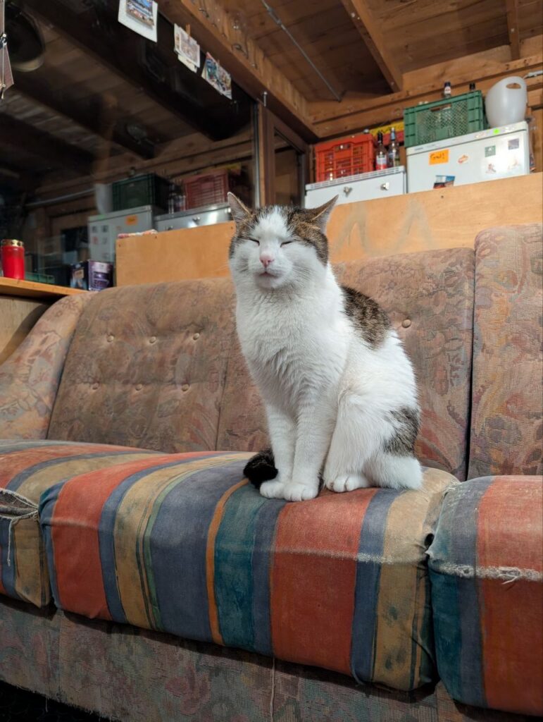 Eine weiß-grauen Katze, Lou, sitzt mit geschlossenen Augen auf der bunten Couch in der vorderen Küche