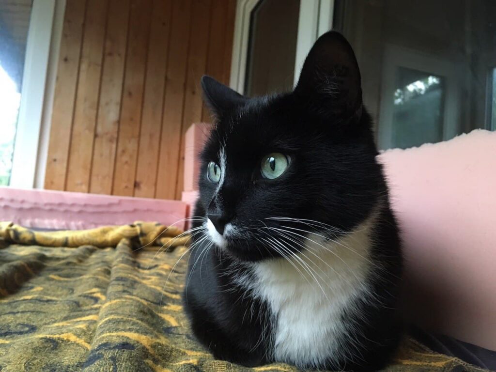 Nahaufnahme vom Gesicht einer Schwarz-weißen Katze, Findus, die auf einer bunten Decke liegt